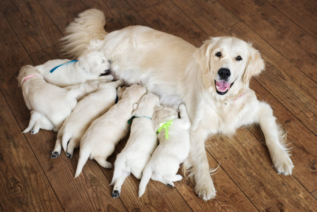 Golden retriever mum and her litter.