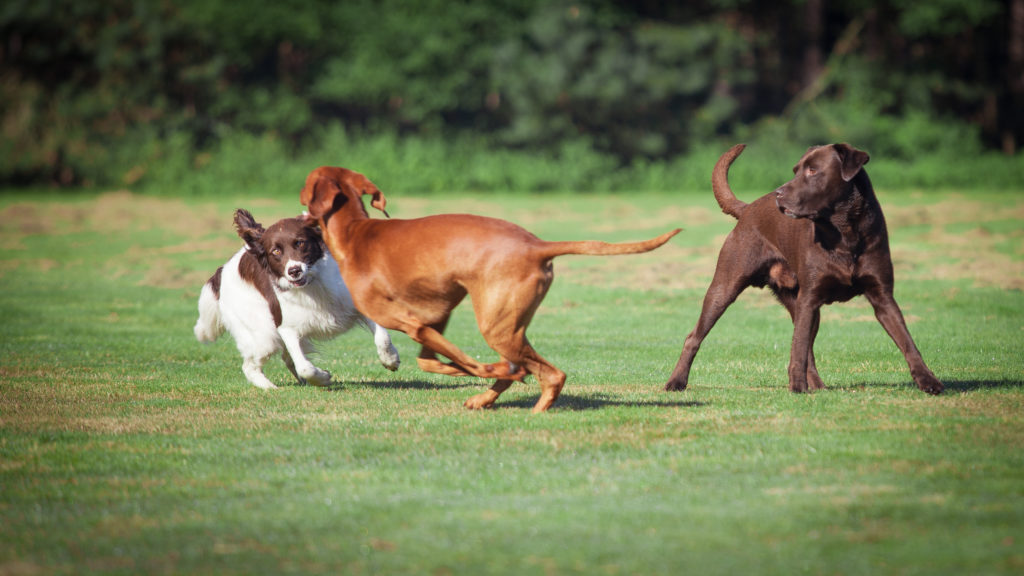 Three dogs playing in a daycare