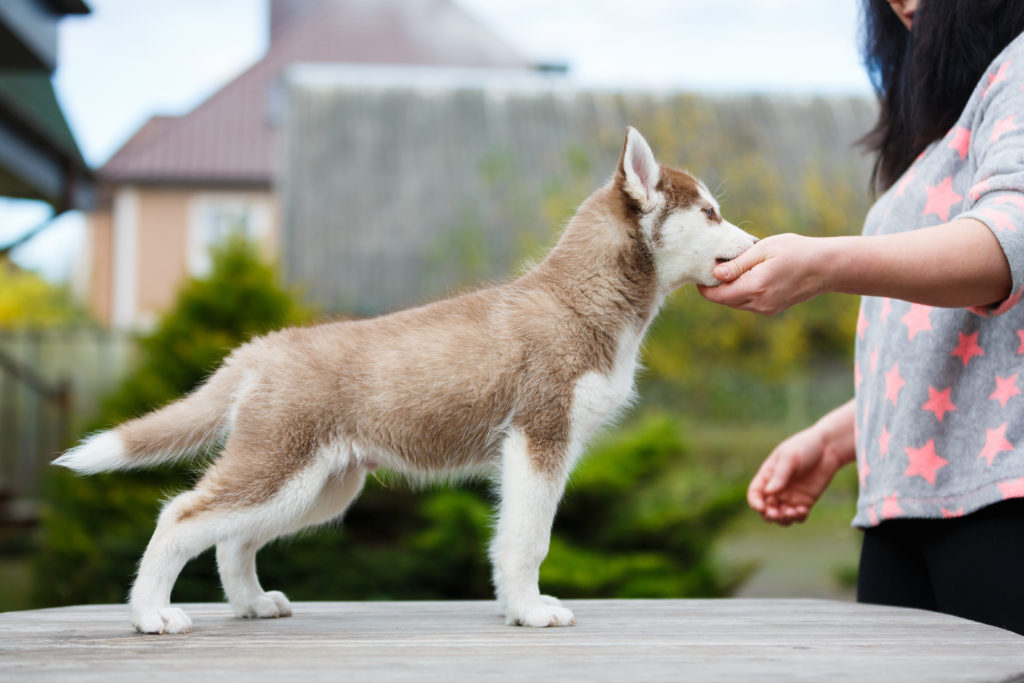 gorgeous malamute puppy, the red colouring is a wonderful example of an unusual colour, but is AKC regulated