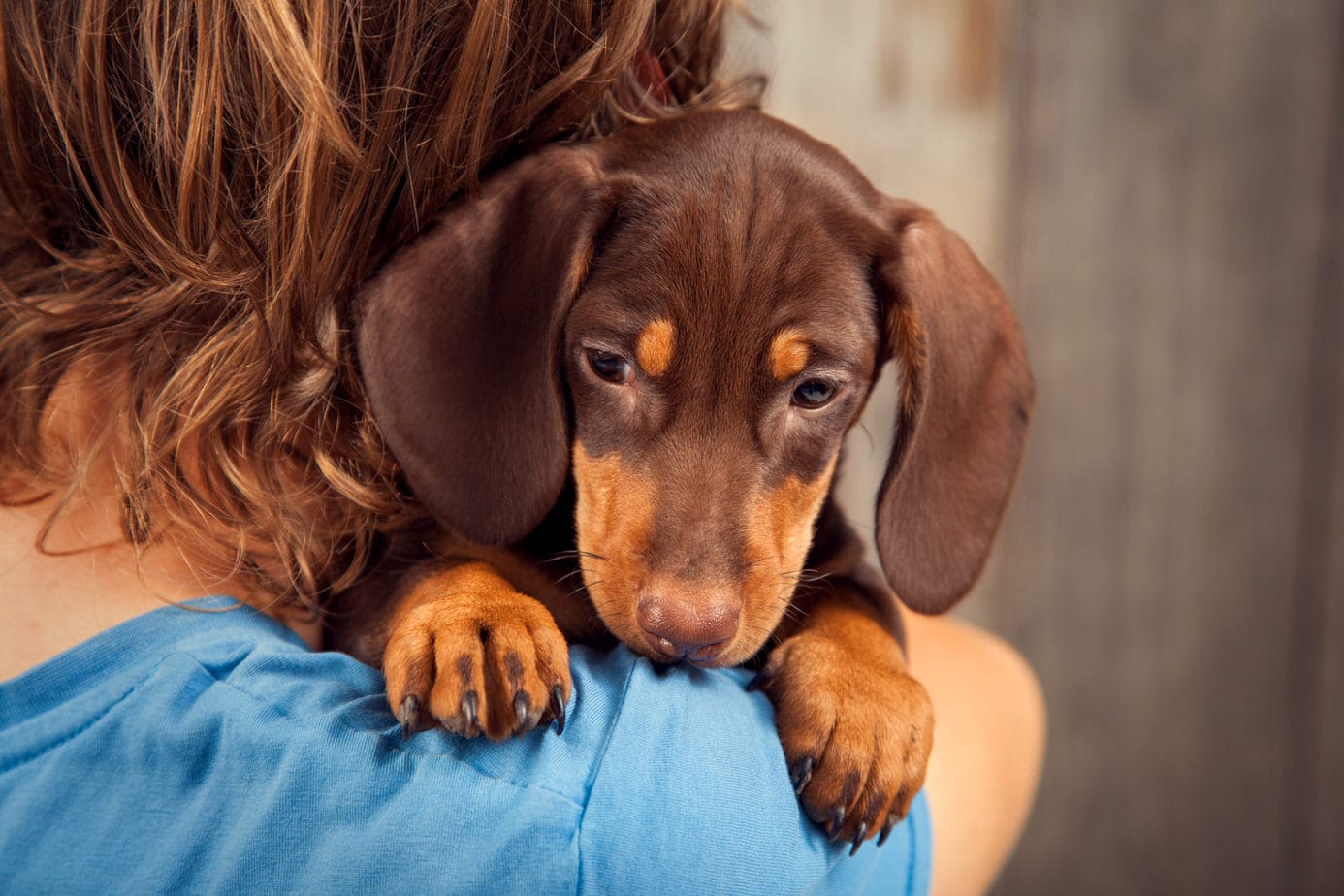 puppy blues