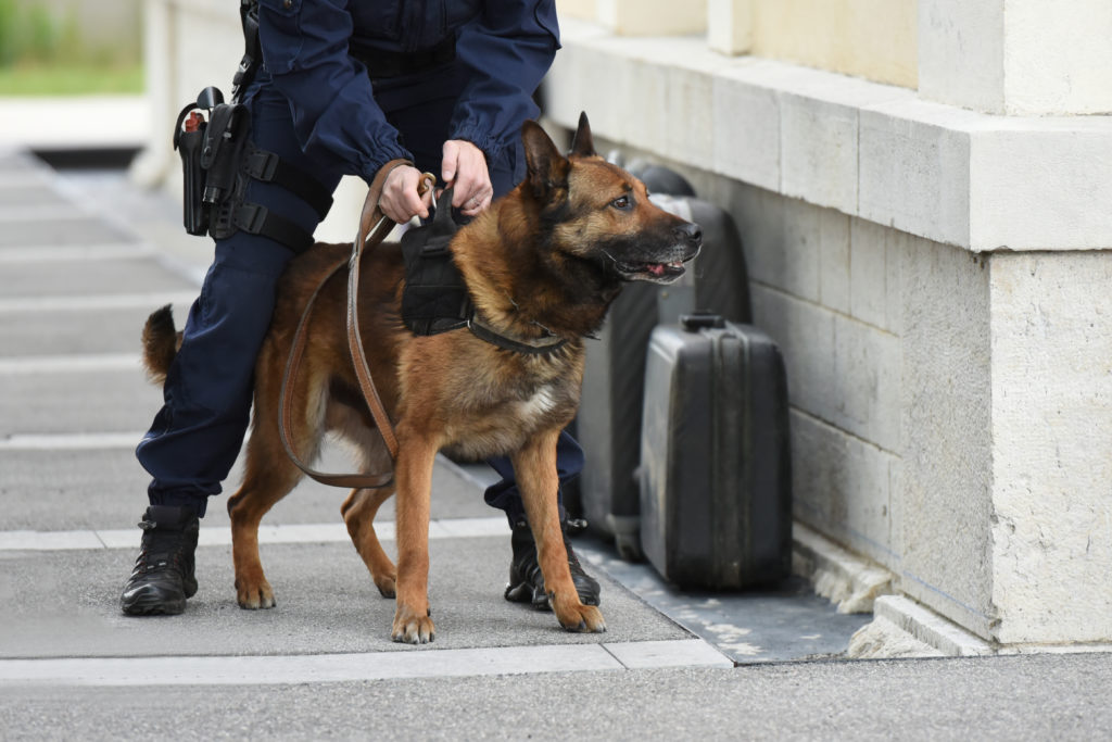 A working protection dog may be a wonderful dog for very specific families, but not for the general public - breeders of these are specific and not suitable for all