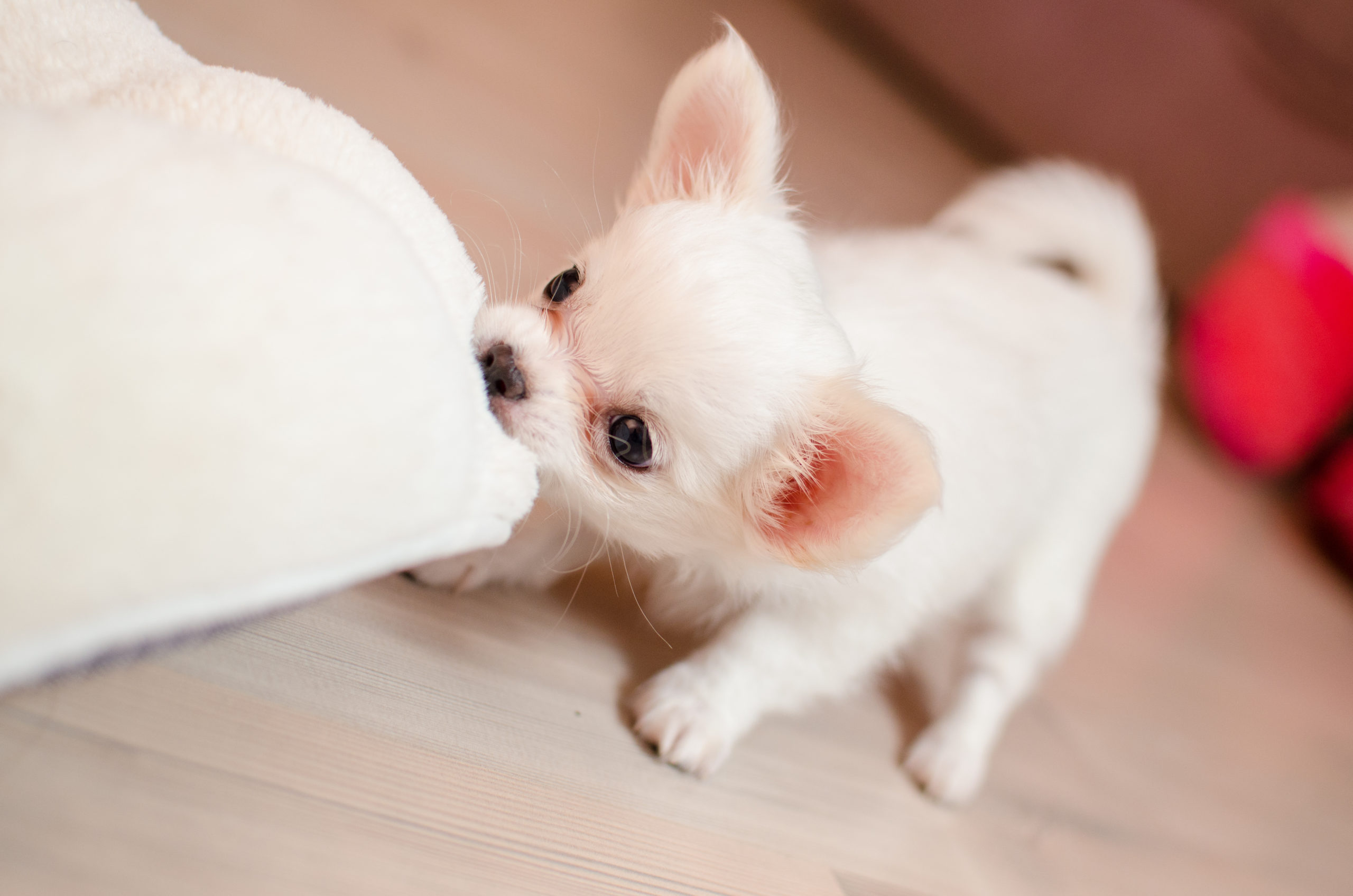 What a rascal of a chuhauhua pouppy playing tug with the cushion