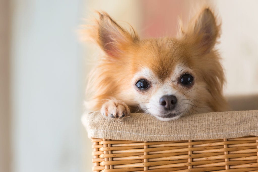 Spaying or neutering a Chihuahua is a big decision, it's best that they are responsibly bred