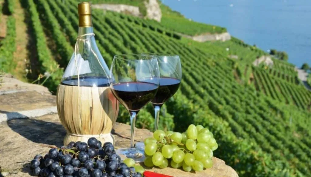 Wine Regions in the World to Visit