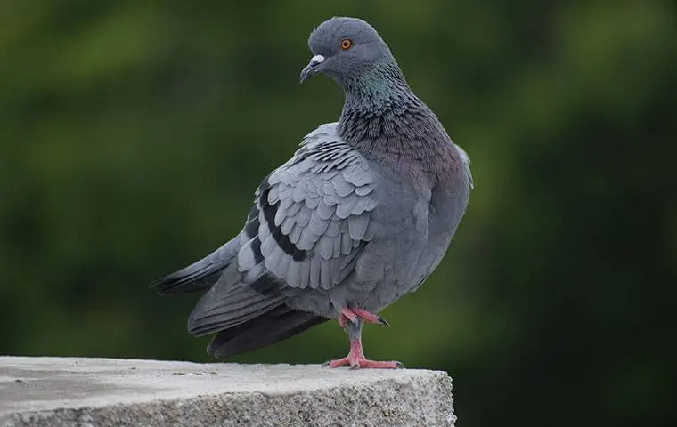 What Are the Root Causes of Las Vegas's Pigeon Problem?