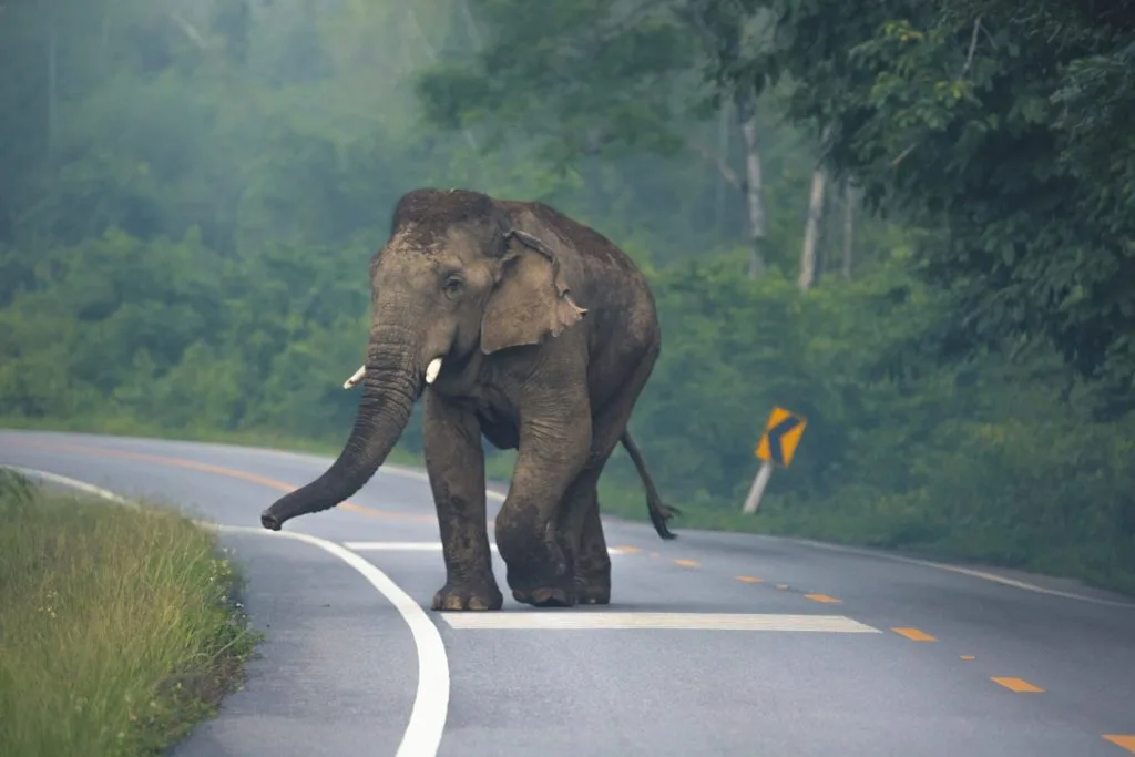 Elephants In Danger With New Roads In Africa