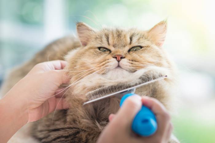 Long Haired Cat Grooming