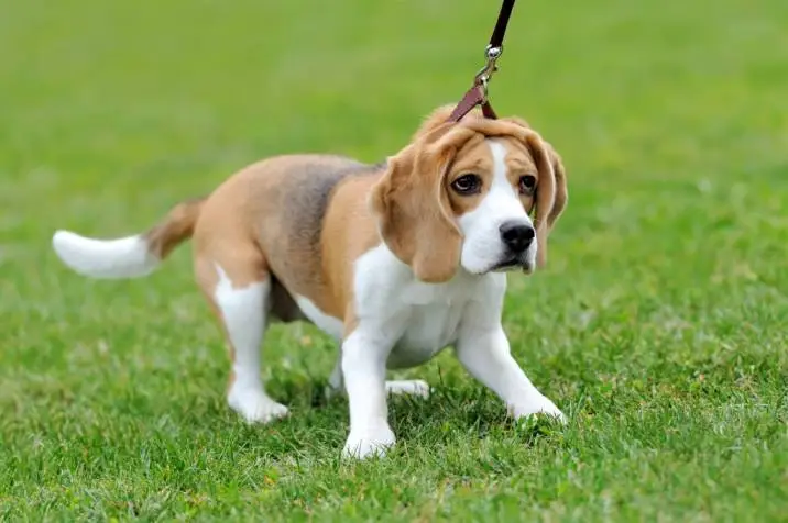 Why Beagles Are the Worst Dogs