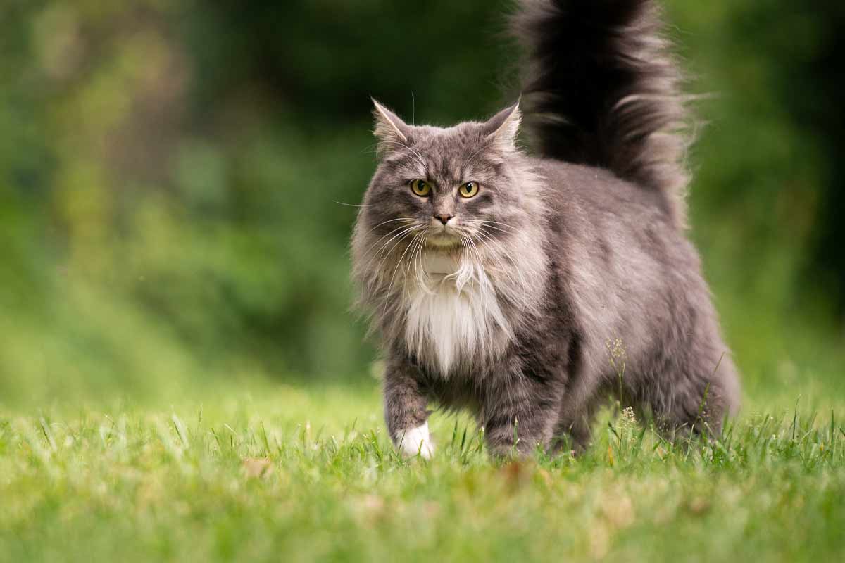 How Big Do Maine Coon Cats Get?