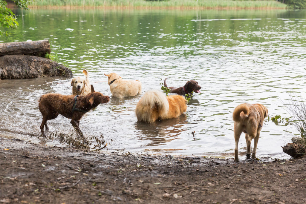 Doggy Daycare: Everything That You And Your Puppy Need To Know!